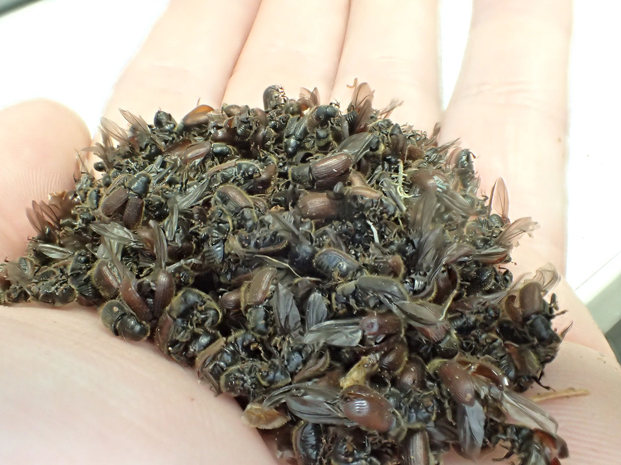 Beetles
